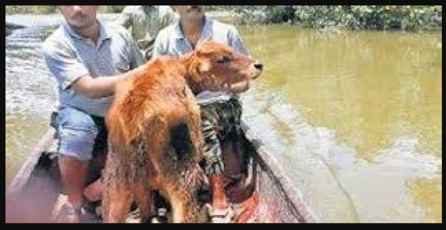 Telangana floods: Animal welfare team starts protection
