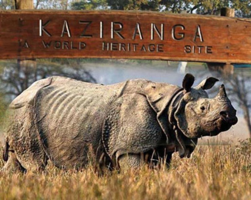 इस दिन से खुलेगा असम में काजीरंगा राष्ट्रीय उद्यान