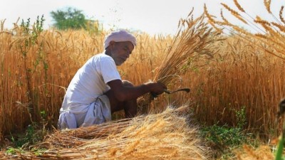 Govt Raises MSP for Rabi Crops, Offering Pre-Diwali Relief to Farmers