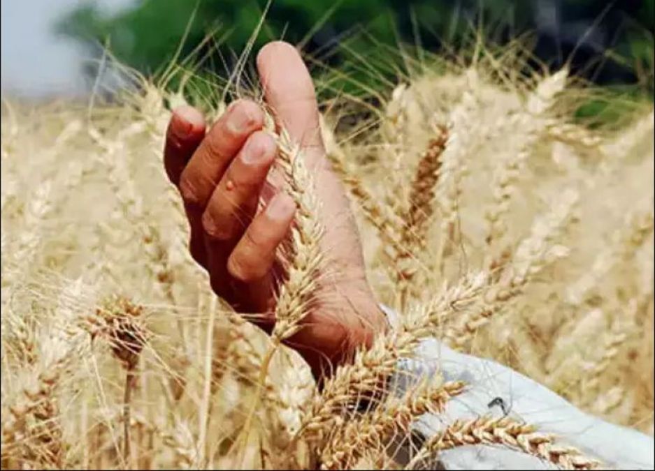 Cabinet approves MSP for six Rabi crops