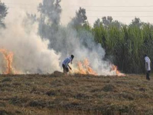 पंजाब और हरियाणा के खेत में लगी आग, फसलों को हुआ भारी नुकसान