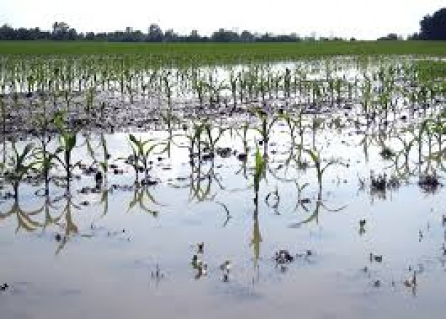 Farmer commits suicide in Maharashtra after his crops were affected by the floods