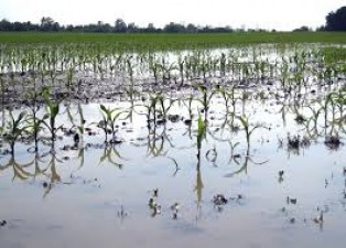 बाढ़ से फसल प्रभावित होने के बाद किसान ने उठाया ये कदम