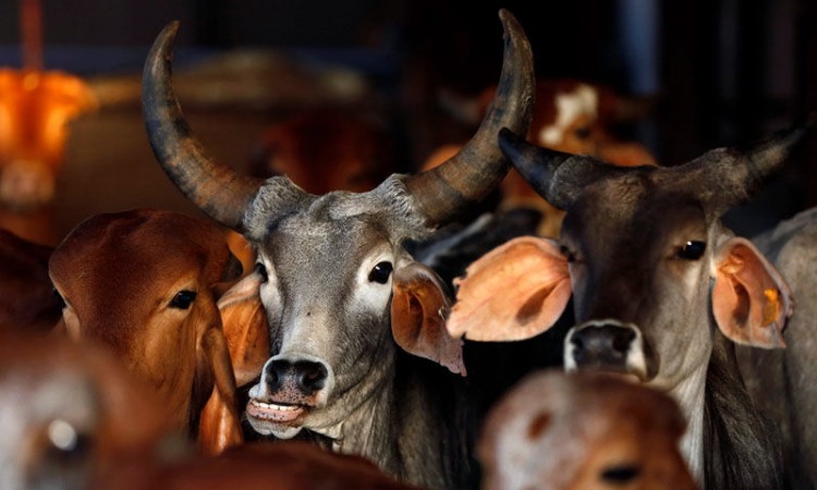 Allahabad HC today expressed concern Cow Slaughter in up