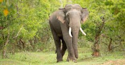Elephant Rivaldo has made significant progress in accessing natural habitats: Area Director
