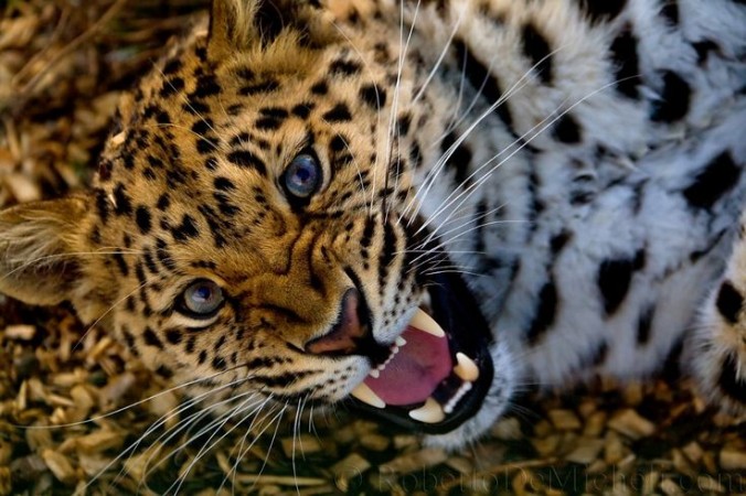 A man killed leopard with sickle to save own life