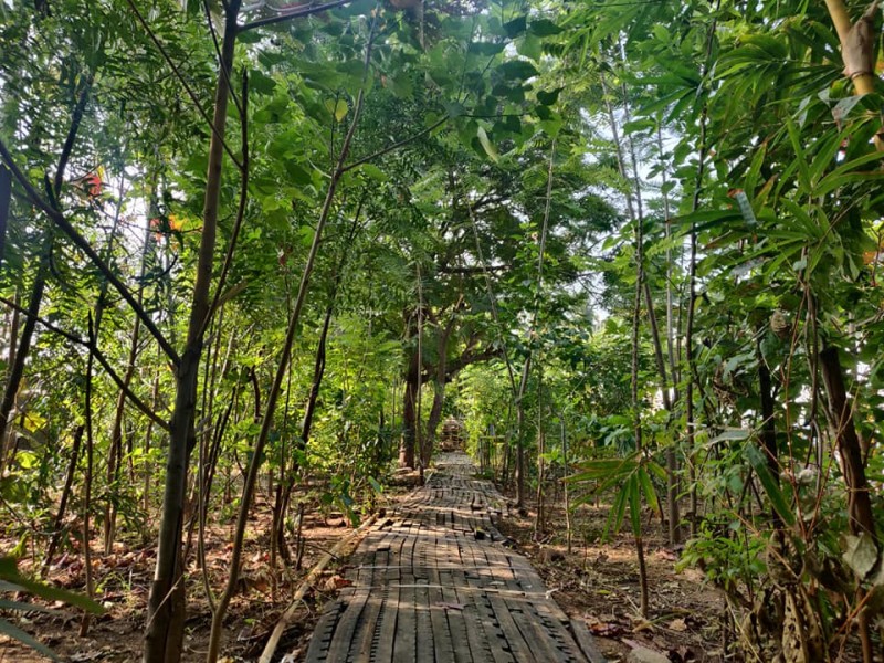 An urban forest is being developed by Japanese botanist Dr. Miyawaki using pioneering Miyawaki techniques