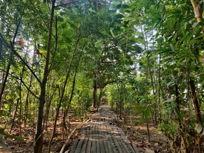 अग्रणी मियावाकी तकनीकों का उपयोग करके किया जा रहा है एक शहरी जंगल विकसित