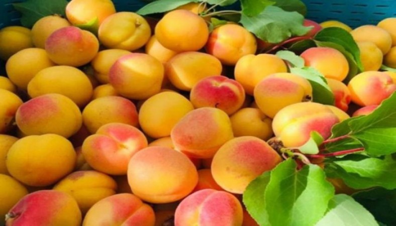Dubai gets Ladakh's first batch of apricots