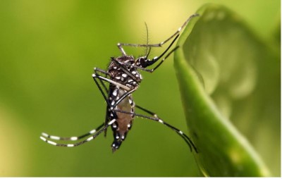 Uttar Pradesh battles a huge spike in cases of dengue