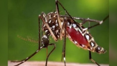 Dengue: 12 Cases Recorded In Delhi This Year, Mayor orders precautionary measures