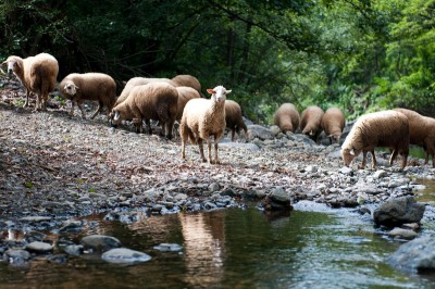 निजामाबाद में बाढ़ के कारण 600 भेड़ों के साथ फंसे 12 चरवाहे