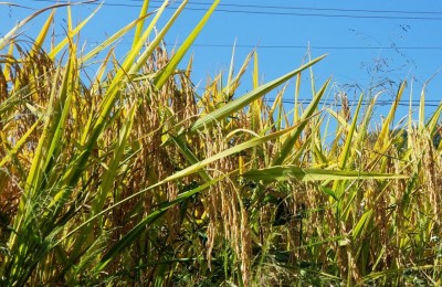 यूपी में चावल के पौधों पर बीमारी का खतरा