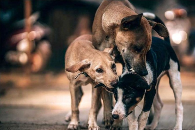 शिवमोग्गा गांव में बेजुबान जानवरों के साथ दुर्व्यवहार, 100 अधिक कुत्तों को जिन्दा दफनाया