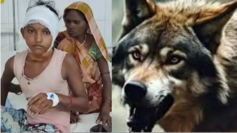 UP: 50-Year-Old Woman Severely Injured in Wolf Attack in Bahraich, Search for Remaining