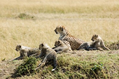 Cheetah Relocation Project: IOC funding Rs 50 cr