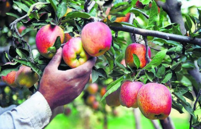 आखिर क्यों पूरे हिमाचल प्रदेश में सेब उत्पादकों काकिया जा रहा है विरोध