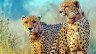 Kenya Cheetah Translocation Awaits Approval as India Marks Two Years of Project