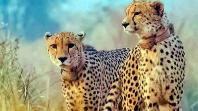 Kenya Cheetah Translocation Awaits Approval as India Marks Two Years of Project