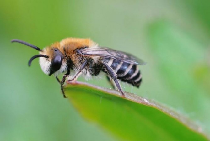The Bee Crisis: Examining Einstein's Warning and the Impact on Humanity