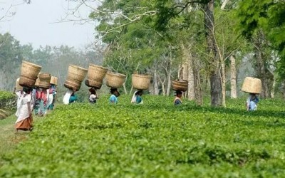 असम में चाय बागान श्रमिकों के लिए मजदूर संघ ने की 20 प्रतिशत बोनस की मांग