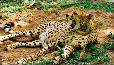 MP Kuno National Park: 12 more cheetahs to arrive soon