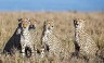 What’s Next for India’s Cheetahs? A Look at the Surprising Success of Project Cheetah