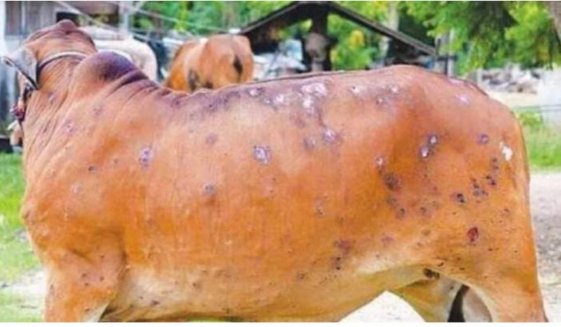 Lumpy skin disease virus kills 101 animals in MP