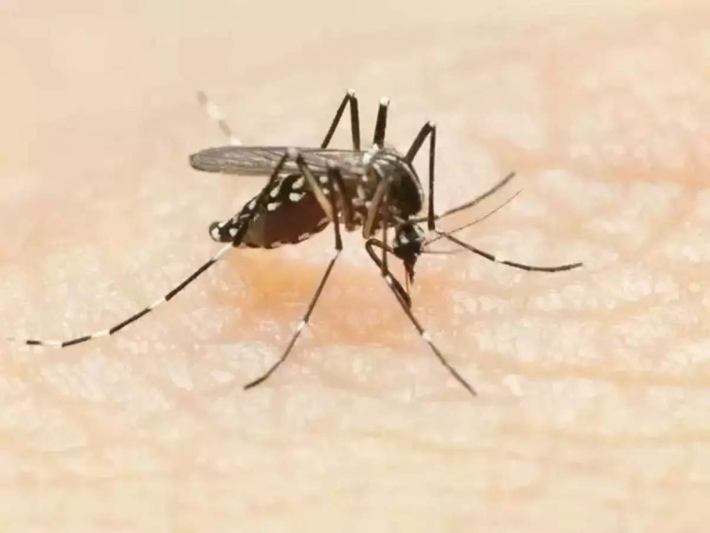 डेंगू के बढ़ते मामलों को लेकर केंद्र सरकार ने राज्यों में जारी किया अलर्ट