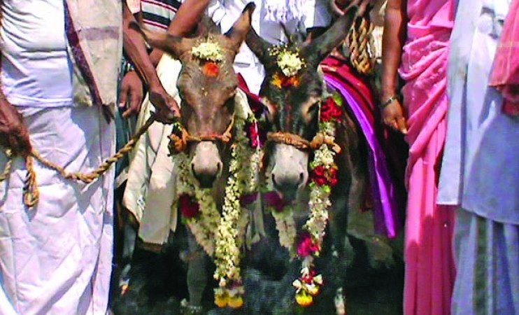 Vasu Dev Kalyan Festival: Wedding of donkeys for rain
