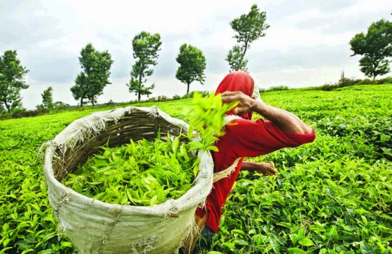 Assam: MoU between Patanjali and Tokalai Tea Research Institute for advanced research