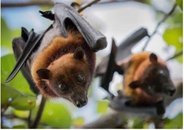 Kerala: Nipah Antibodies Detected In Two Varieties Of Bats: Veena George