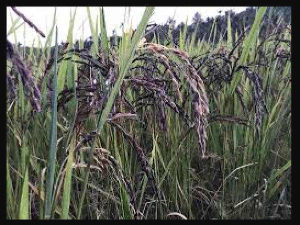 Kasimpeta young farmer started cultivating black rice and cultivating the rice