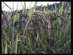 Kasimpeta young farmer started cultivating black rice and cultivating the rice