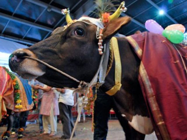 हरियाणा में गाय और बैल चलेंगे रैंप पर