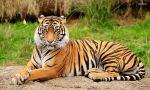 एक और बाघ की मौत, उमरिया में मिला शव