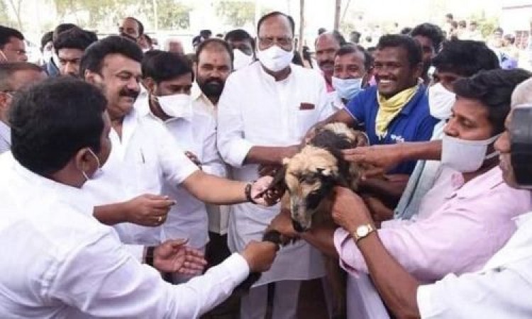 FGG wants Governor Tamilisai Soundararajan to evaluate sheep distribution scheme.