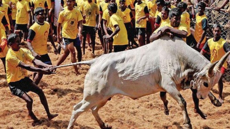 Bull training for Jallikattu has begun in preparation for Pongal