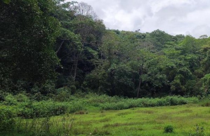 कर्नाटक सरकार ने बेंगलुरु के तुरहल्ली वन में ट्री पार्क बनाने का किया फैसला