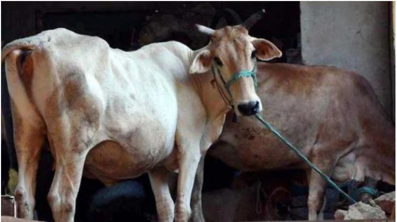 Controversial anti-cow slaughter bill will be tabled Karnataka Legislative Council