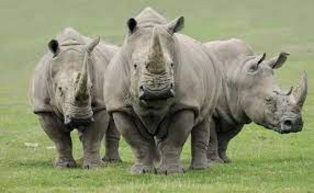 PM Modi praises Assam Govt's rhino conservation efforts