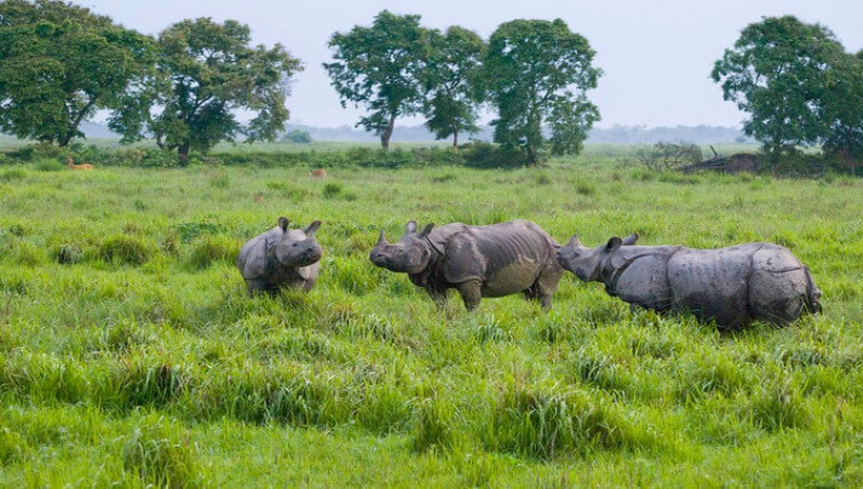 PM Modi praises Assam Govt's rhino conservation efforts