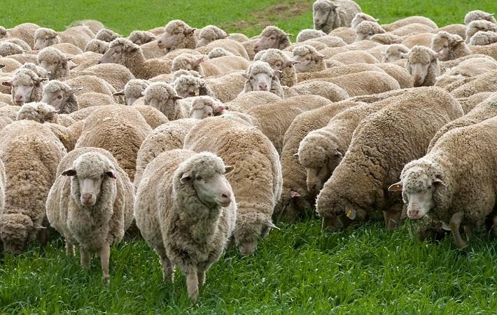 Uttarakhand focuses to produce 500 MT wool by 2023-24 under Structured Breeding plan for sheep