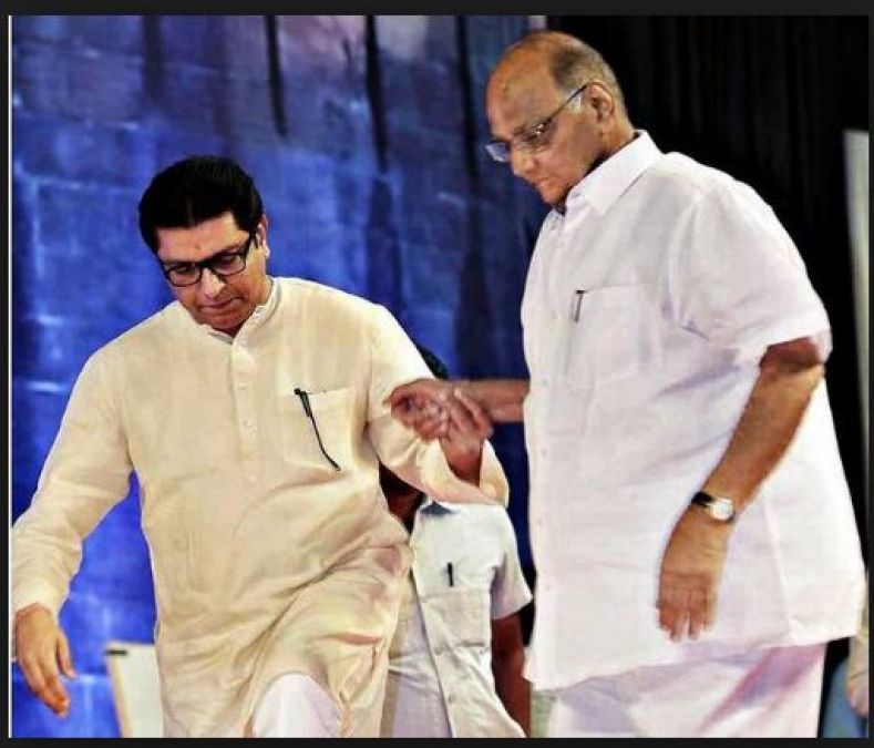 Nationalist Congress Party is likely to taking MNS Raj Thackeray onboard
