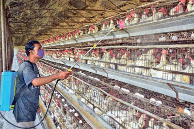 Bird flu found at Ludhiana's poultry farm, panel to oversee situation