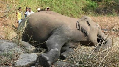 असम में हाथियों की हुई दर्दनाक मौत पर मुख्यमंत्री हिमंत बिस्वा ने जताई चिंता, कहा- ऐसा पहले कभी...