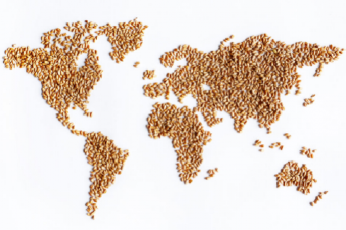 Due to Canada's unusually dry weather, the world's supply of wheat may be in danger