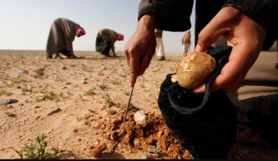 Numerous mushroom hunters were killed in the Syrian desert by Islamic State terrorists