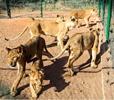 Despite fighting, the Sudan lions' reserve is running low on food