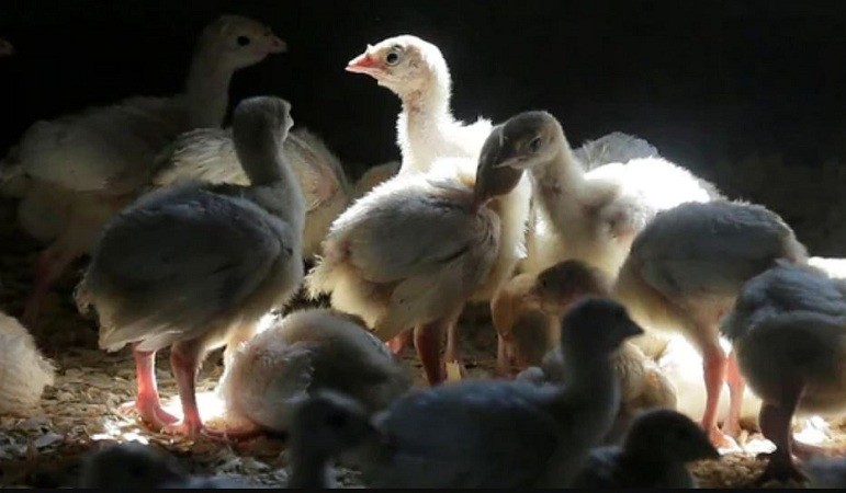 US confirms the first human case of H5 avian bird flu